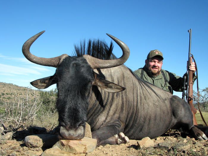 blue wildebeest