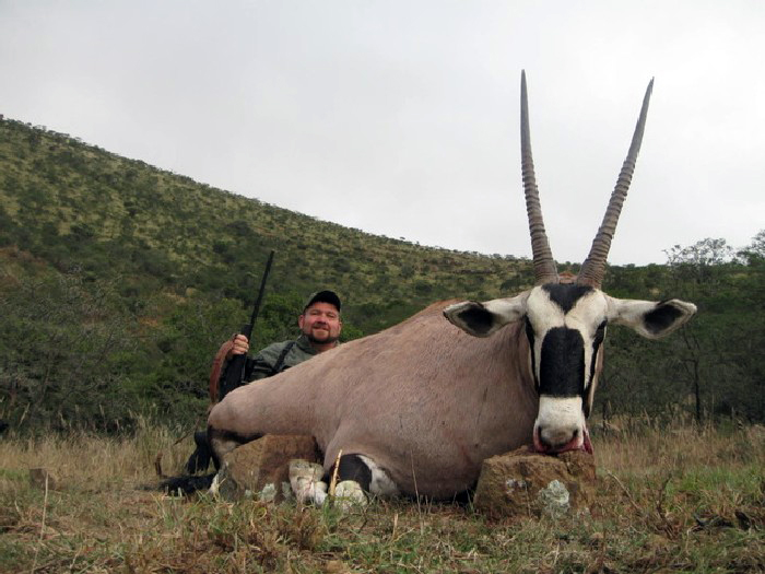 gemsbok