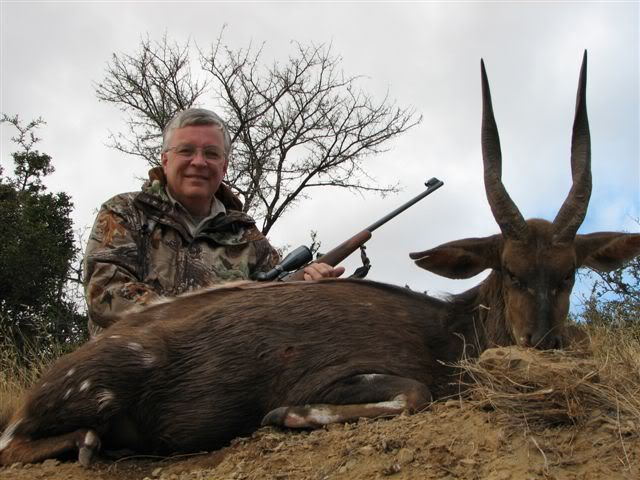 Bushbuck Bushbuck