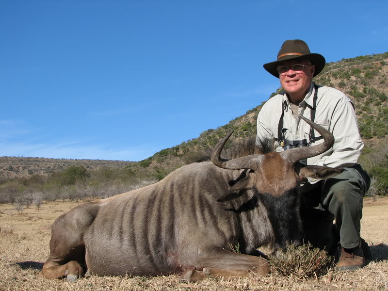Blue Wildebeest Wildebeest