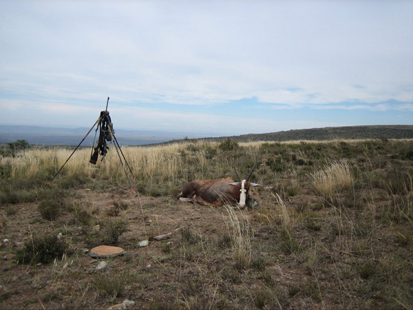 blesbuck
