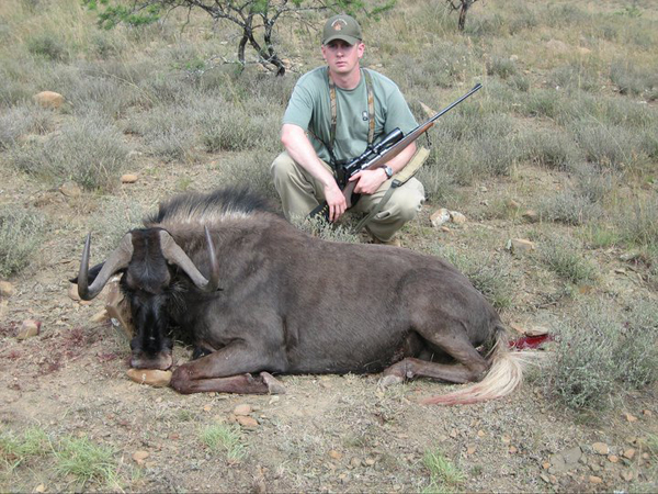 black wildebeest
