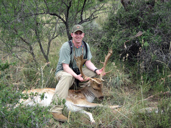 fallow deer