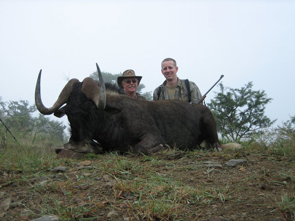black wildebeest