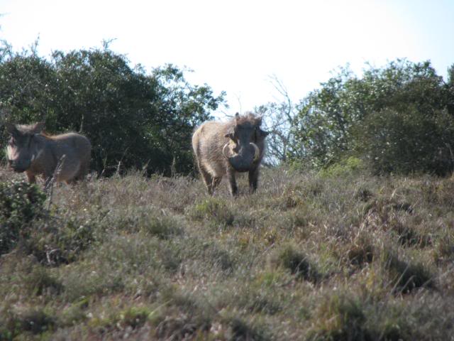 warthog